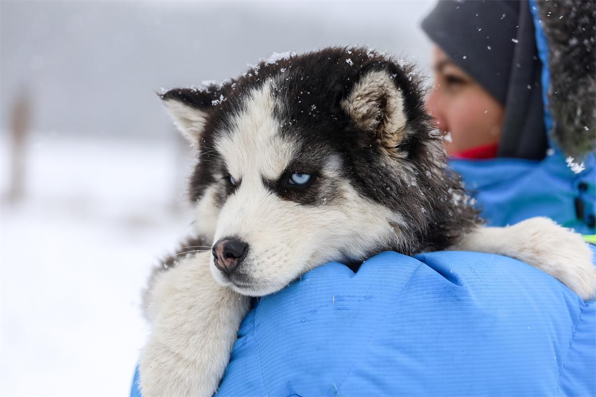 Veterinary Care in Yukon Kuskokwim